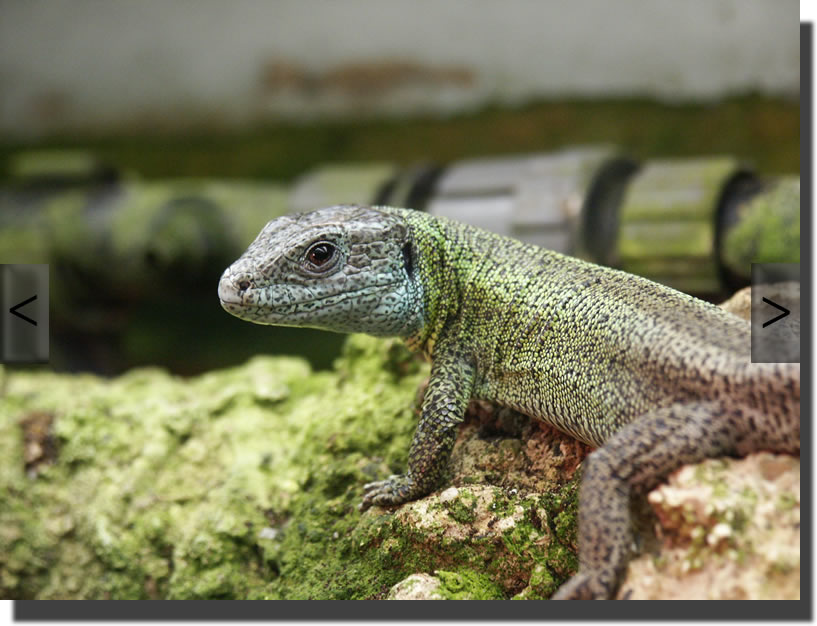 Lacerta schreiberi